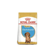 Bhn Dachshund Puppy