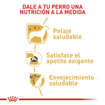 Alimento-con-nutricion-personalizada-para-el-Yorkshire-adulto