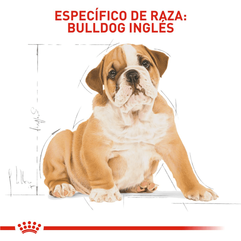 Alimento-formulado-para-cachorros-de-Bulldog-Ingles