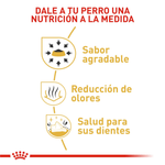 Alimento-con-nutricion-personalizada-para-el-Chihuahua-adulto