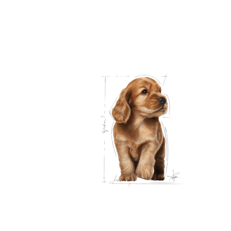 Alimento-formulado-para-cachorros-de-Cocker