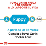 Producto-adaptado-a-las-necesidades-de-cachorros-de-Cocker