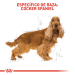 Alimento-para-la-nutricion-de-Cockers-adultos