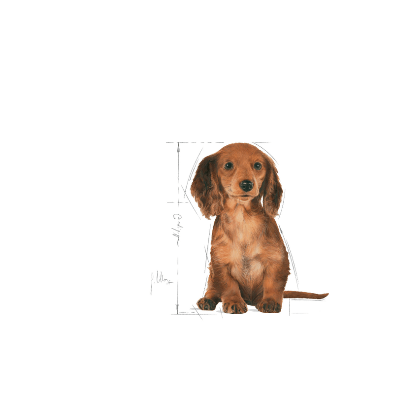 Alimento-formulado-para-cachorros-de-Dachshund