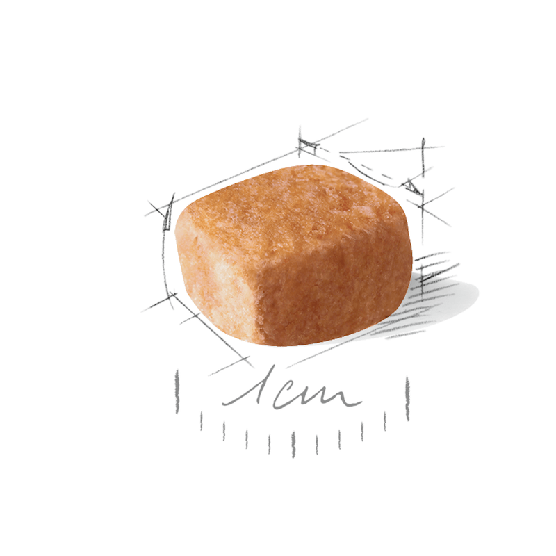 Croquetas-para-cachorros-de-Dachshund