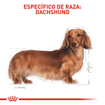 Alimento-para-la-nutricion-de-Dachshunds-adultos