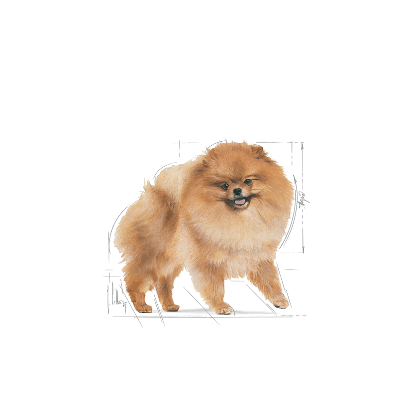 Alimento-para-la-nutricion-del-Pomeranian-adulto