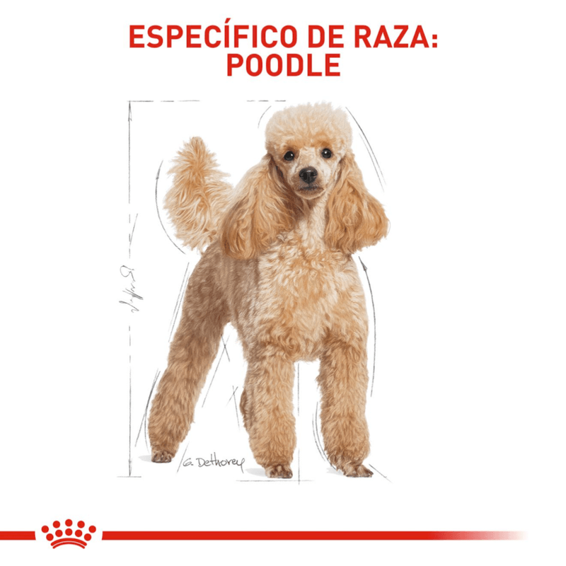 Alimento-para-la-nutricion-del-Poodle-adulto