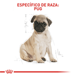 cachorro