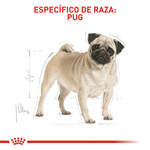 Alimento-para-la-nutricion-del-Pug-adulto