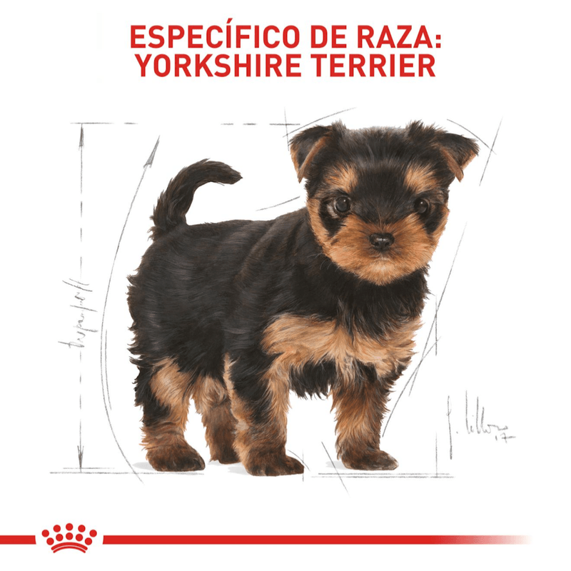Alimento-formulado-para-cachorros-de-Yorkshire