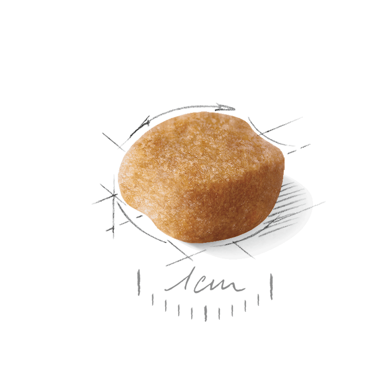 croqueta