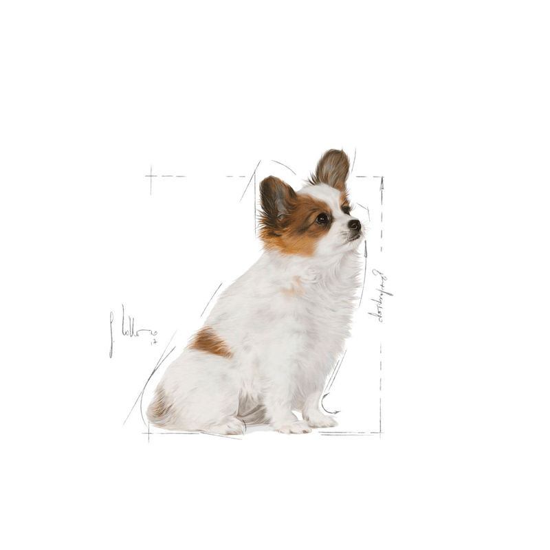 cachorro