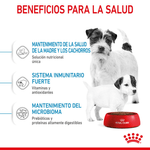 Beneficios-del-alimento-Mini-Starter-Mother-y-Baby-Dog-para-madres-gestantes-o-lactantes-y-cachorros