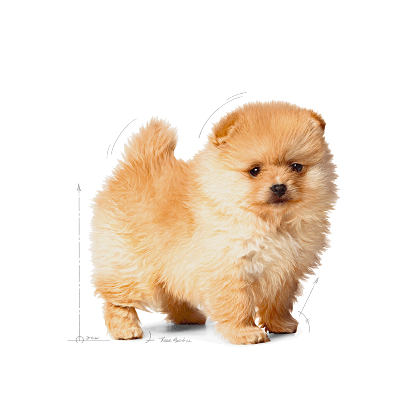 cachorro