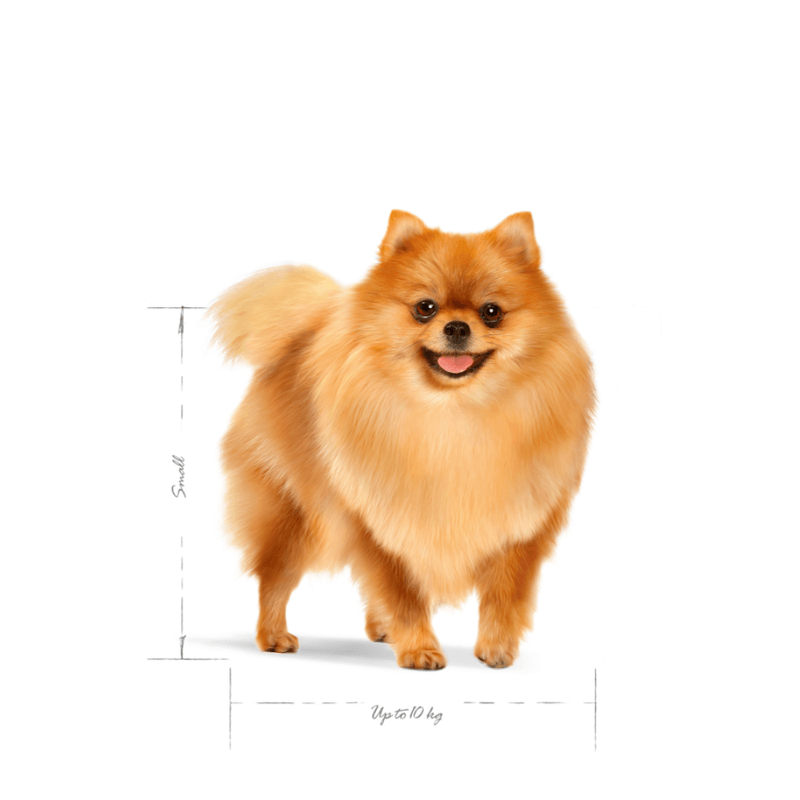 Alimento-para-perro-adulto-Mini-Indoor