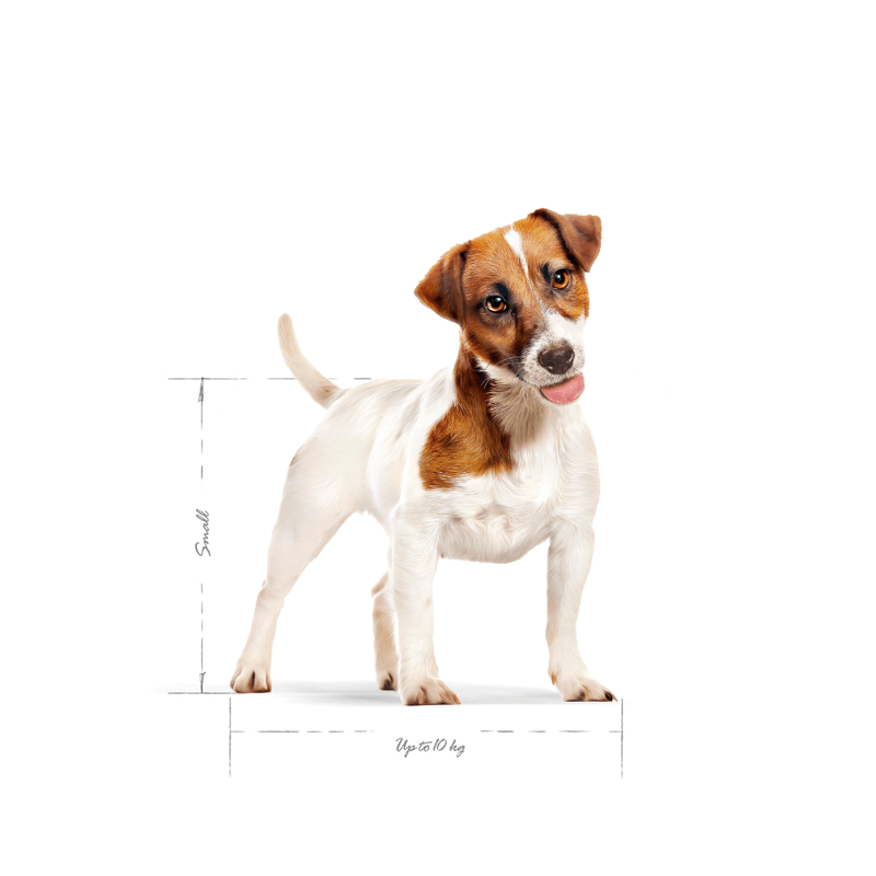 Alimento-para-perro-adulto-Mini