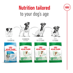 Producto-adaptado-a-las-necesidades-del-perro-adulto-Mini