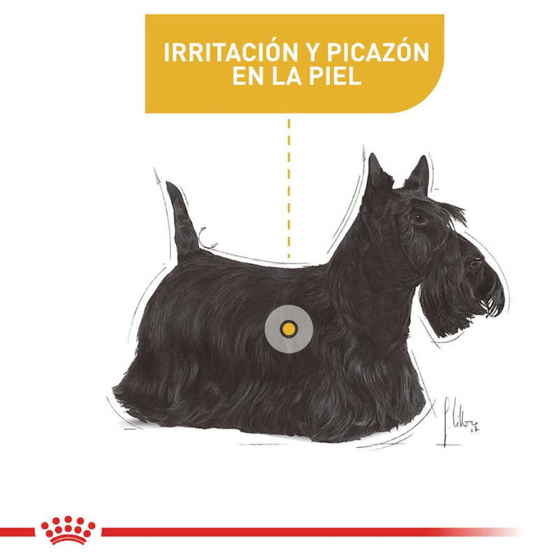 perro