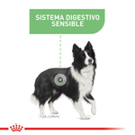 perro