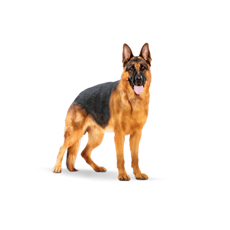 Alimento-Maxi-Adult-para-perros-adultos-de-raza-grande