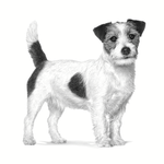 perro