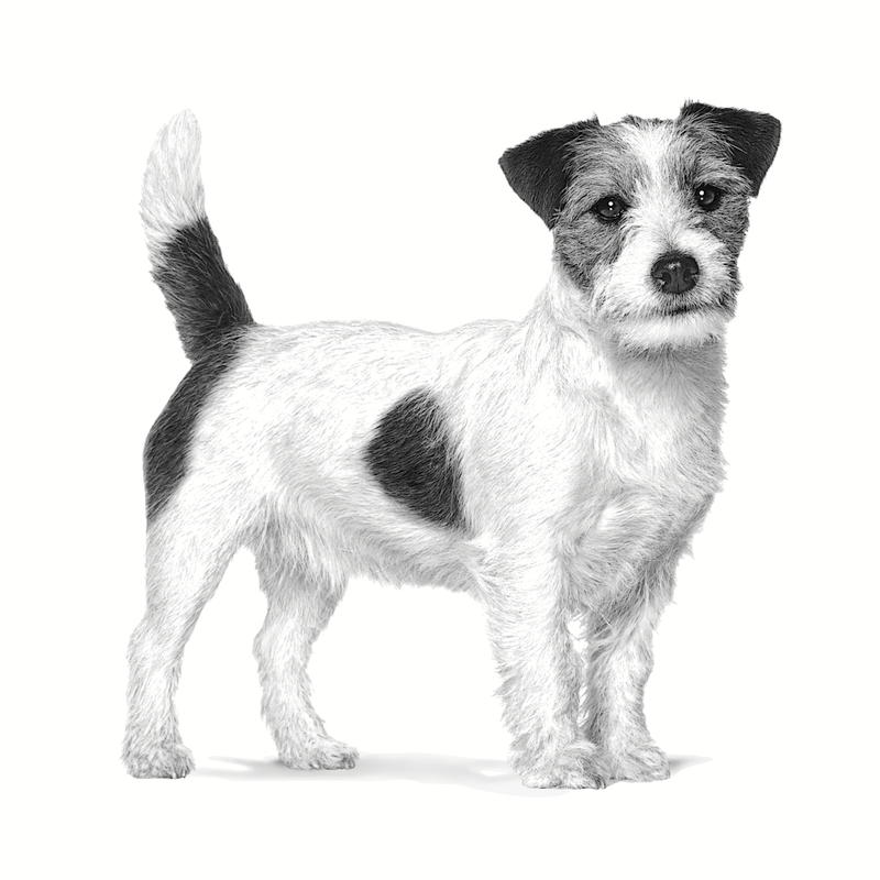 perro