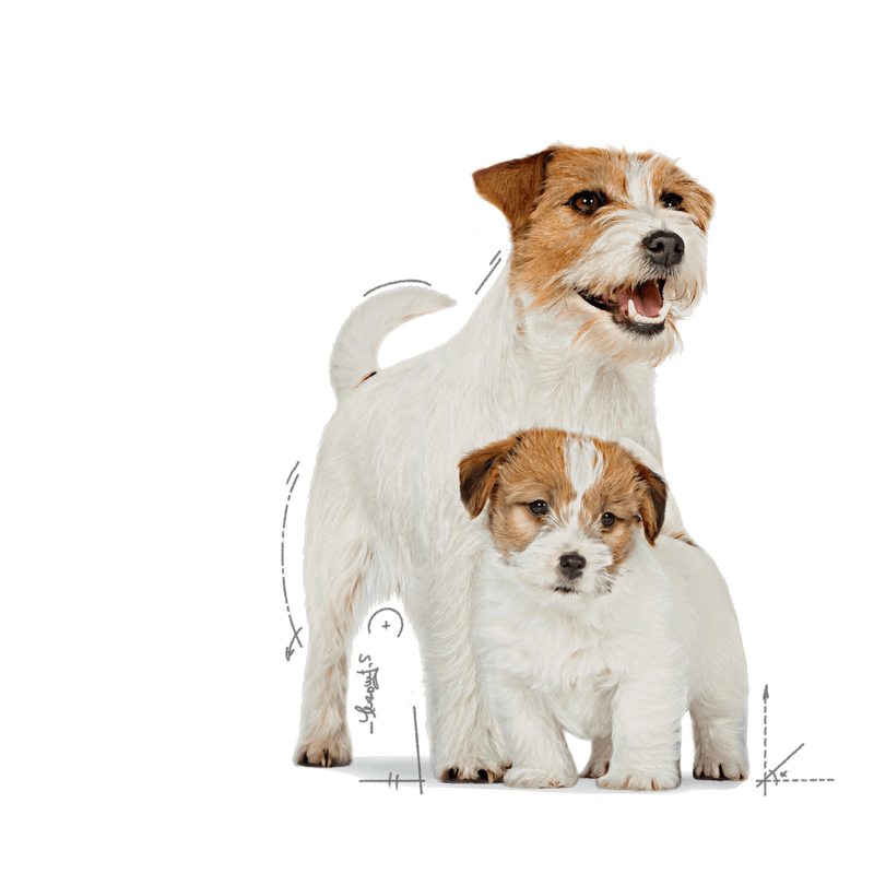 cachorro
