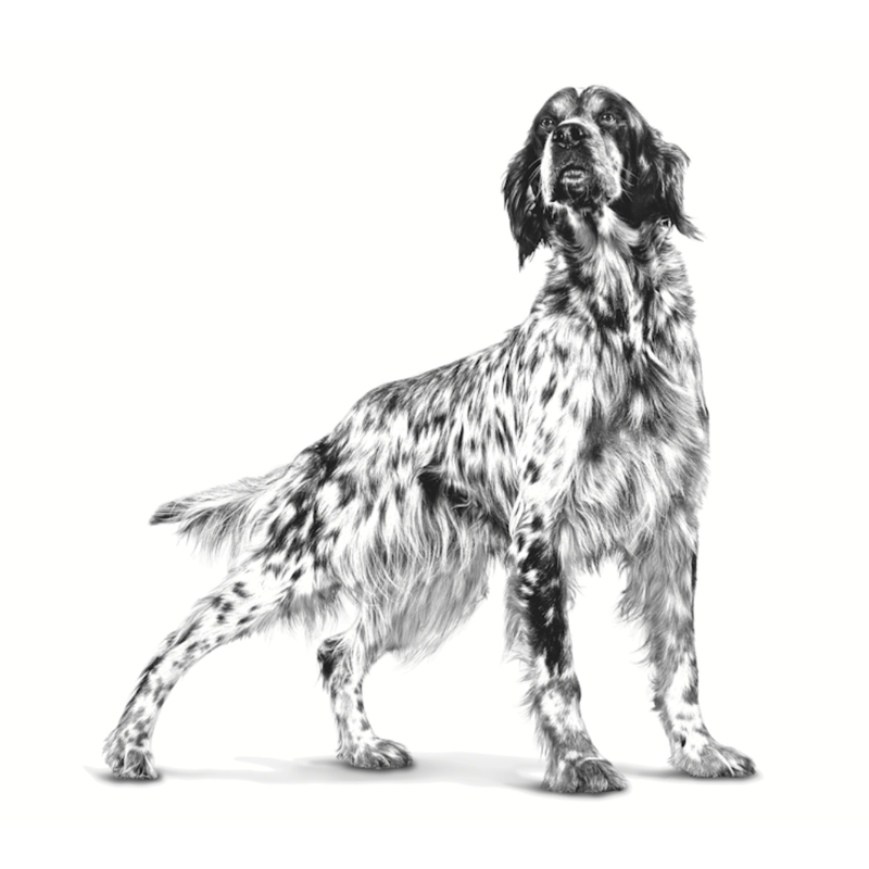 perro