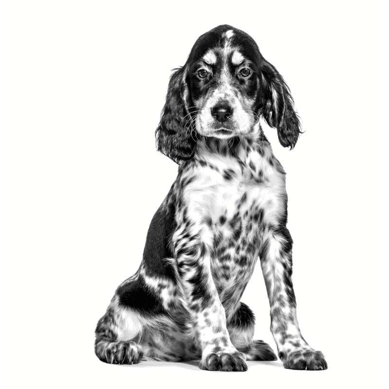 cachorro