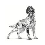 Alimento-humedo-en-lata-Renal-Support-E-Dog-para-perros-con-insuficiencia-renal-cronica