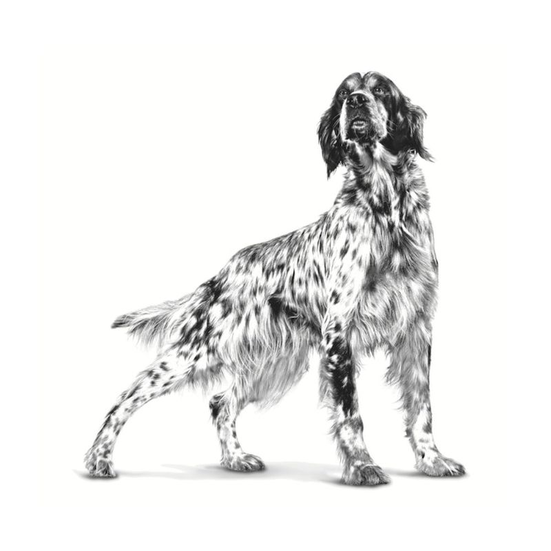 perro