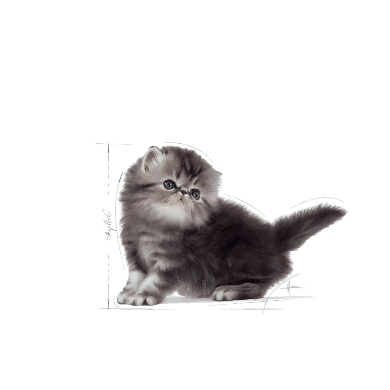Alimento-Persian-Kitten-para-gatitos