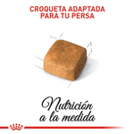 Croquetas-del-alimento-para-gatitos-Persian-Kitten