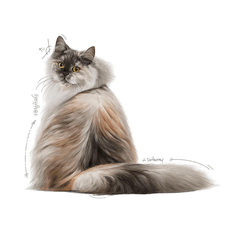 Alimento-Hair-and-Skin-Care-para-gato