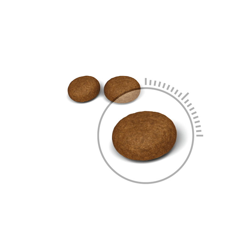 Croquetas-del-alimento-Hair-and-Skin-Care-para-gato