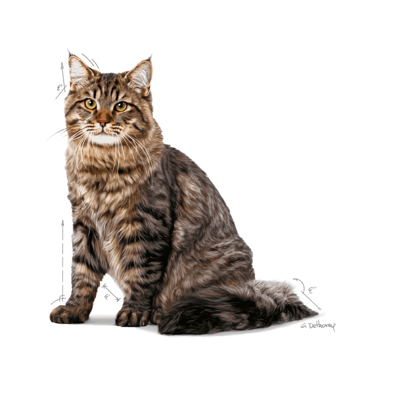 gato