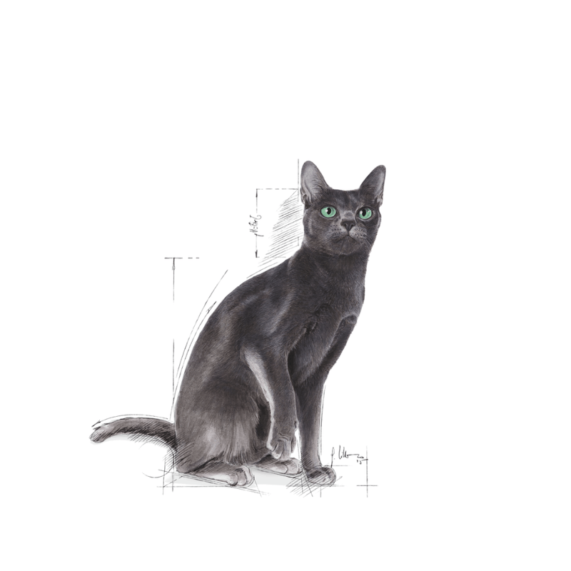 gato