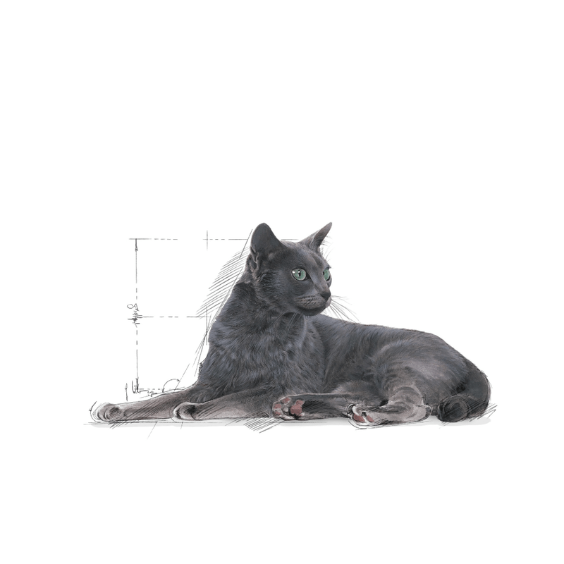 gato