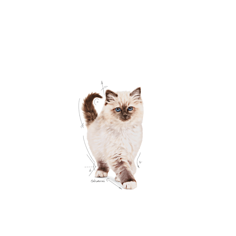 gatito