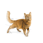 Alimento-Adult-Fit-formulado-especificamente-para-gatos
