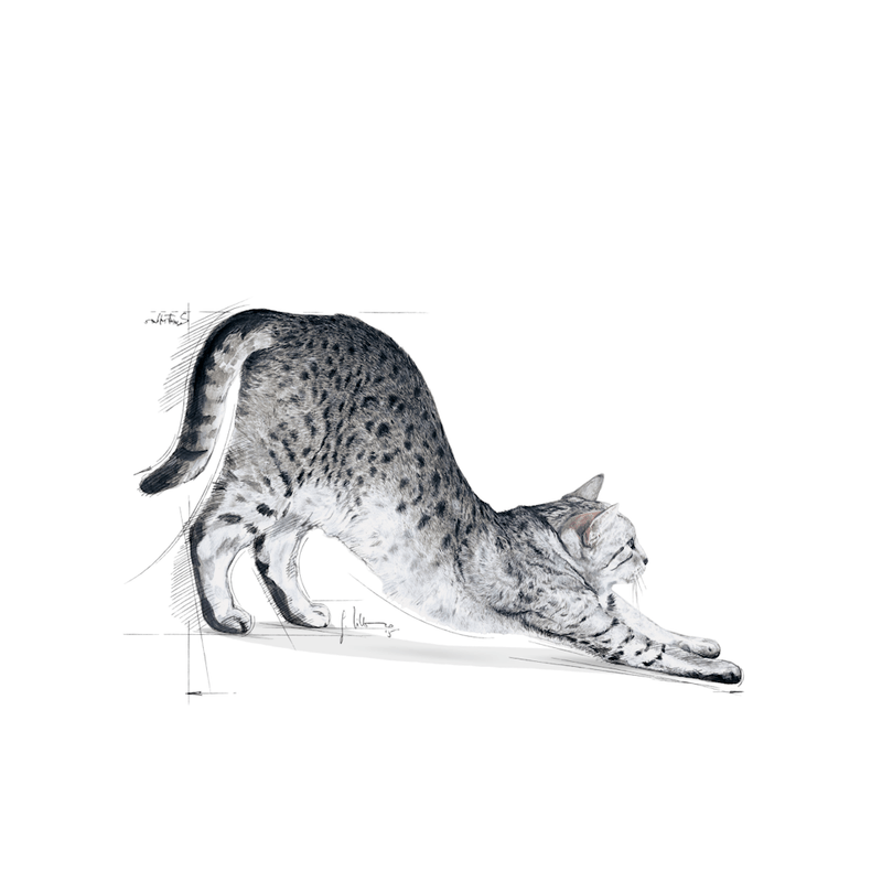 gato