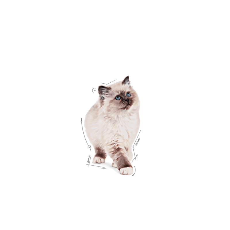 gatito