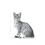 gato