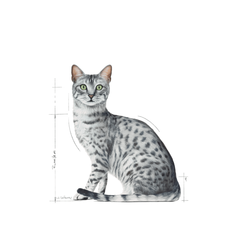 gato