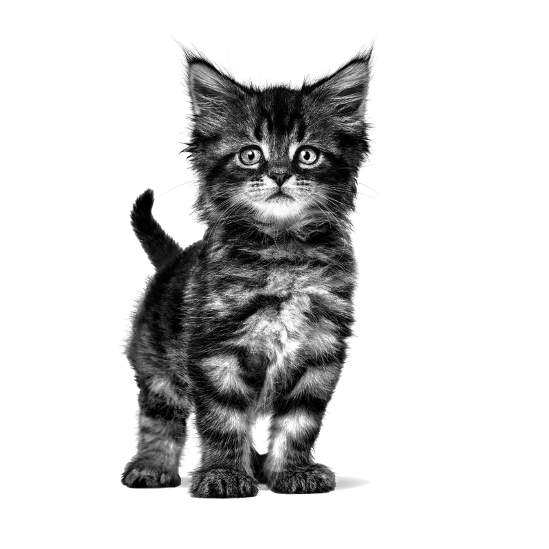 gatito