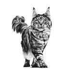 gato