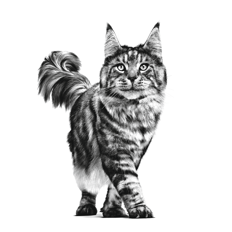 gato