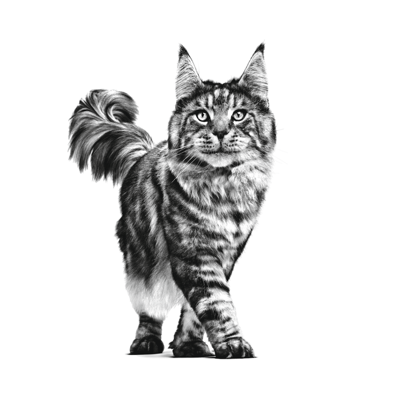 gato