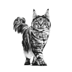 gato